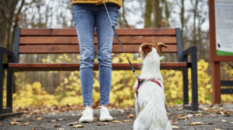 What Happens to Your Pets in a Divorce in Pennsylvania?