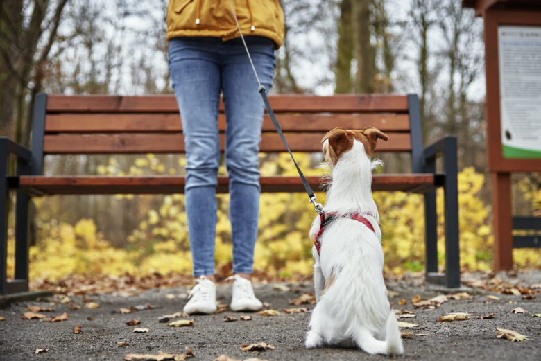What Happens to Your Pets in a Divorce in Pennsylvania?